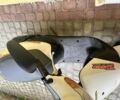 Хонда Другая, объемом двигателя 49 л и пробегом 0 тыс. км за 267 $, фото 1 на Automoto.ua