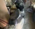 Хонда Другая, объемом двигателя 49 л и пробегом 0 тыс. км за 122 $, фото 1 на Automoto.ua