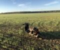 Хонда Інша, об'ємом двигуна 49 л та пробігом 0 тис. км за 158 $, фото 5 на Automoto.ua