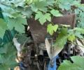 Ізекі Інша, об'ємом двигуна 1.3 л та пробігом 600 тис. км за 5300 $, фото 5 на Automoto.ua