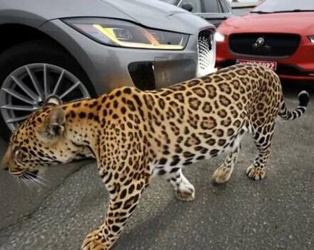 Серый Ягуар I-Pace, объемом двигателя 0 л и пробегом 140 тыс. км за 29999 $, фото 17 на Automoto.ua