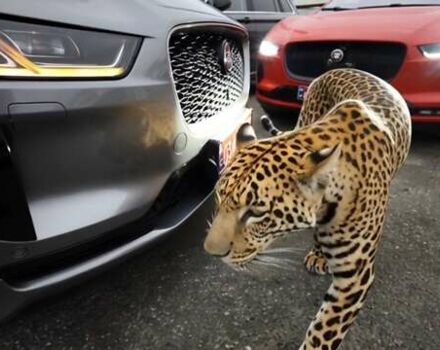 Серый Ягуар I-Pace, объемом двигателя 0 л и пробегом 140 тыс. км за 29999 $, фото 16 на Automoto.ua