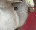 ЯВА Інша, об'ємом двигуна 0.35 л та пробігом 0 тис. км за 570 $, фото 7 на Automoto.ua