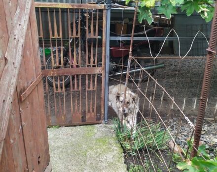 ЯВА Другая, объемом двигателя 0.35 л и пробегом 0 тыс. км за 400 $, фото 4 на Automoto.ua