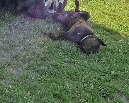 Белый Джип Гранд Чероки, объемом двигателя 3 л и пробегом 165 тыс. км за 15500 $, фото 9 на Automoto.ua