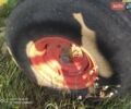 Джон Дір 1210G, об'ємом двигуна 0 л та пробігом 0 тис. км за 8000 $, фото 9 на Automoto.ua
