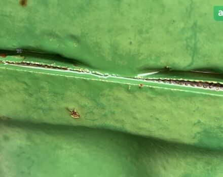 Джон Дір 3050, об'ємом двигуна 14.86 л та пробігом 0 тис. км за 31500 $, фото 11 на Automoto.ua