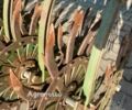 Зелений Джон Дір 400, об'ємом двигуна 0 л та пробігом 0 тис. км за 7902 $, фото 6 на Automoto.ua