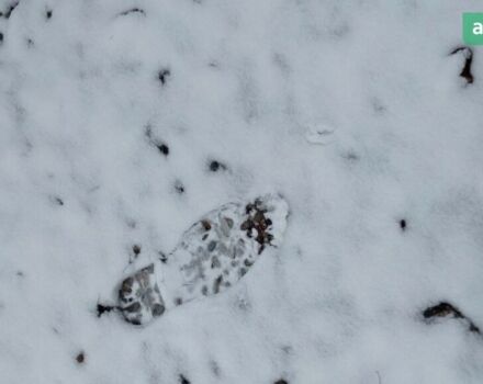 Джон Дир 4830, объемом двигателя 0 л и пробегом 0 тыс. км за 225000 $, фото 7 на Automoto.ua