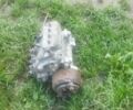 КамАЗ Другая, объемом двигателя 0 л и пробегом 0 тыс. км за 122 $, фото 1 на Automoto.ua