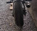 Кавасакі Інша, об'ємом двигуна 0.75 л та пробігом 0 тис. км за 3200 $, фото 6 на Automoto.ua