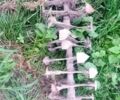 Кентавр Другая, объемом двигателя 0 л и пробегом 0 тыс. км за 229 $, фото 1 на Automoto.ua