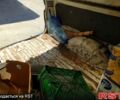 Белый Киа Беста, объемом двигателя 2.2 л и пробегом 82 тыс. км за 1500 $, фото 9 на Automoto.ua