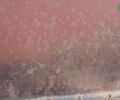 Красная звезда СЗ-3,6, объемом двигателя 0 л и пробегом 0 тыс. км за 4000 $, фото 5 на Automoto.ua