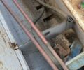 Червона Зірка СЗ-5,4, об'ємом двигуна 0 л та пробігом 0 тис. км за 2427 $, фото 2 на Automoto.ua