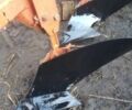 Помаранчевий Кун Хуард, об'ємом двигуна 0 л та пробігом 0 тис. км за 4200 $, фото 1 на Automoto.ua