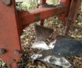Помаранчевий Кун Хуард, об'ємом двигуна 0 л та пробігом 0 тис. км за 4200 $, фото 8 на Automoto.ua