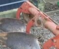 Квернеланд РН, объемом двигателя 0 л и пробегом 0 тыс. км за 1400 $, фото 2 на Automoto.ua