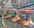 Лемкен Диамант, объемом двигателя 0 л и пробегом 0 тыс. км за 1050 $, фото 1 на Automoto.ua