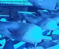 Лемкен Opal 120, объемом двигателя 0 л и пробегом 0 тыс. км за 7083 $, фото 6 на Automoto.ua