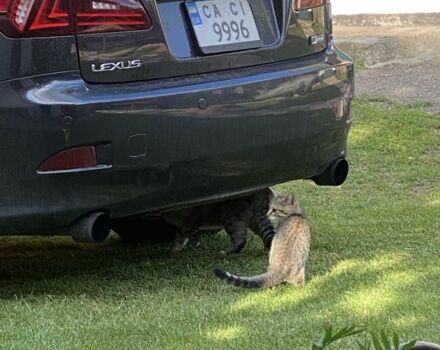 Серый Лексус ИС, объемом двигателя 2.2 л и пробегом 280 тыс. км за 8200 $, фото 7 на Automoto.ua