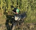 Лифан Другая, объемом двигателя 0.2 л и пробегом 0 тыс. км за 1178 $, фото 7 на Automoto.ua