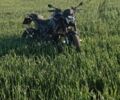 Лифан Другая, объемом двигателя 0.2 л и пробегом 0 тыс. км за 72000 $, фото 3 на Automoto.ua