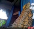 МАН Ф, об'ємом двигуна 69 л та пробігом 800 тис. км за 7500 $, фото 4 на Automoto.ua
