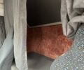 Червоний МАН TGA, об'ємом двигуна 11 л та пробігом 750 тис. км за 11500 $, фото 18 на Automoto.ua