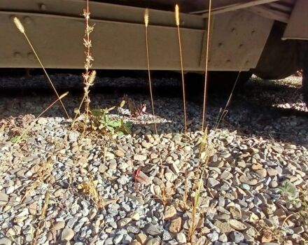 МАН Другая, об'ємом двигуна 0 л та пробігом 0 тис. км за 10000 $, фото 5 на Automoto.ua