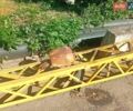 Білий МАЗ 6303, об'ємом двигуна 14.25 л та пробігом 55 тис. км за 53000 $, фото 3 на Automoto.ua