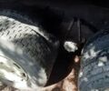 Белый МАЗ 6303, объемом двигателя 0 л и пробегом 170 тыс. км за 62000 $, фото 7 на Automoto.ua
