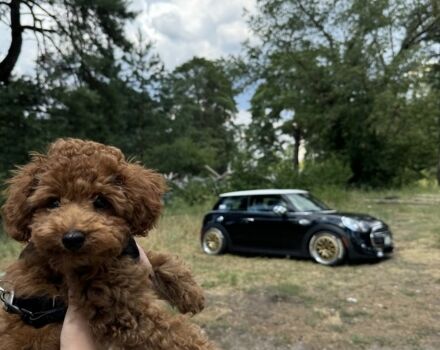 Чорний Міні Cooper S, об'ємом двигуна 2 л та пробігом 70 тис. км за 14999 $, фото 12 на Automoto.ua