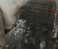 МТЗ 80 Білорус, объемом двигателя 4.7 л и пробегом 100 тыс. км за 5500 $, фото 3 на Automoto.ua