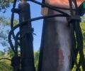 МТЗ 80 Білорус, об'ємом двигуна 4.75 л та пробігом 0 тис. км за 5600 $, фото 5 на Automoto.ua