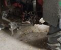 МТЗ 82 Бєларус, об'ємом двигуна 4.75 л та пробігом 0 тис. км за 14500 $, фото 2 на Automoto.ua