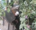 МТЗ Інша, об'ємом двигуна 0 л та пробігом 0 тис. км за 4000 $, фото 5 на Automoto.ua