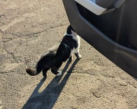 Мазда MX-30, объемом двигателя 0 л и пробегом 100 тыс. км за 13950 $, фото 47 на Automoto.ua