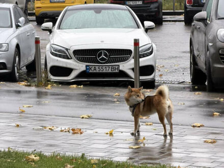 Білий Мерседес Ц-Клас, об'ємом двигуна 2.2 л та пробігом 208 тис. км за 25517 $, фото 1 на Automoto.ua