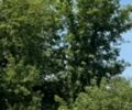 Сірий Мерседес Ц-Клас, об'ємом двигуна 2.15 л та пробігом 364 тис. км за 3300 $, фото 11 на Automoto.ua
