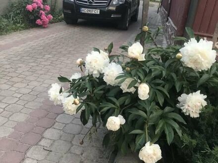 Мерседес ГЛК-Класс 2010 в Ратно на Automoto.ua Черный Мерседес ГЛК-Класс, объемом двигателя 2.2 л и пробегом 249 тыс. км за 14800 $, фото 1 на Automoto.ua