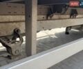 Белый Мерседес Sprinter, объемом двигателя 2.14 л и пробегом 506 тыс. км за 9000 $, фото 4 на Automoto.ua
