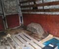 Белый Мерседес Sprinter, объемом двигателя 2.2 л и пробегом 800 тыс. км за 3300 $, фото 14 на Automoto.ua