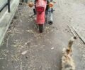 Черный Минск 125, объемом двигателя 0 л и пробегом 10 тыс. км за 287 $, фото 1 на Automoto.ua