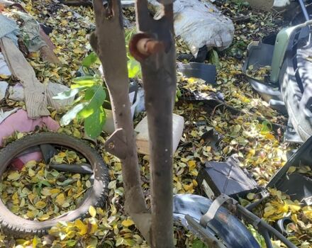 Минск Другая, объемом двигателя 0.13 л и пробегом 0 тыс. км за 36 $, фото 2 на Automoto.ua