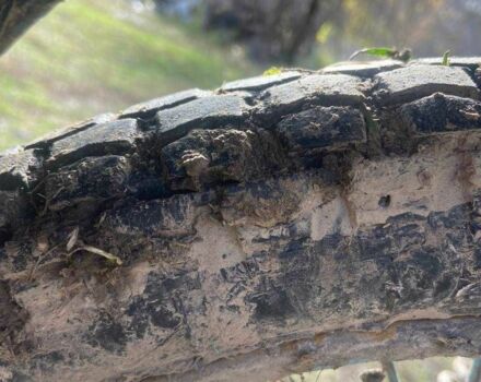 Минск Другая, объемом двигателя 0.13 л и пробегом 0 тыс. км за 311 $, фото 1 на Automoto.ua