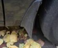 Міцубісі Lancer 2003 у Запоріжжя на Automoto.ua Сірий Міцубісі Lancer, об'ємом двигуна 1.6 л та пробігом 360 тис. км за 1999 $, фото 2 на Automoto.ua