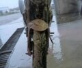 Мустанг Другая, объемом двигателя 0.25 л и пробегом 0 тыс. км за 43000 $, фото 2 на Automoto.ua