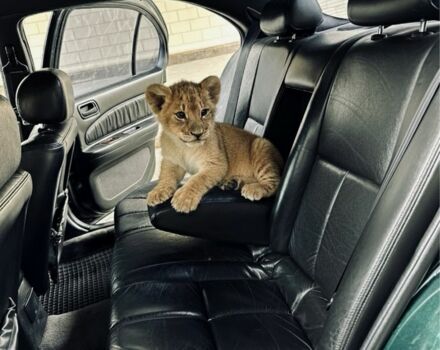 Зеленый Ниссан Максима, объемом двигателя 3 л и пробегом 250 тыс. км за 2200 $, фото 8 на Automoto.ua