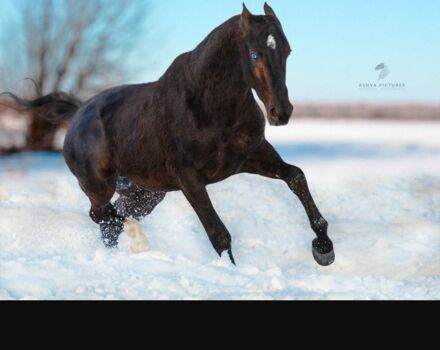 Серый Ниссан Навара, объемом двигателя 2.5 л и пробегом 200 тыс. км за 4000 $, фото 3 на Automoto.ua